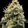 Семена ганжа  Auto Think Big feminised Ganja Seeds