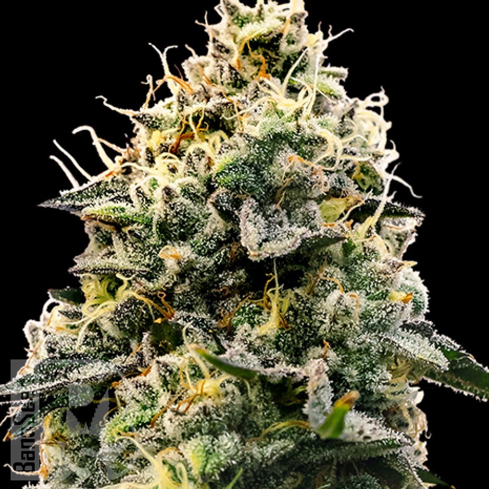 Семена ганжа  Auto Think Big feminised Ganja Seeds