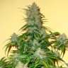 Семена ганжа  Auto Think Big feminised Ganja Seeds