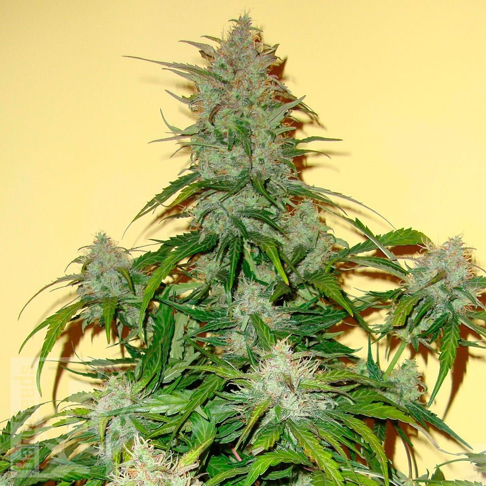 Семена ганжа  Auto Think Big feminised Ganja Seeds